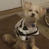 Hickman Mills Animal Hospital ico