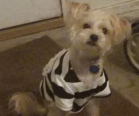 Hickman Mills Animal Hospital