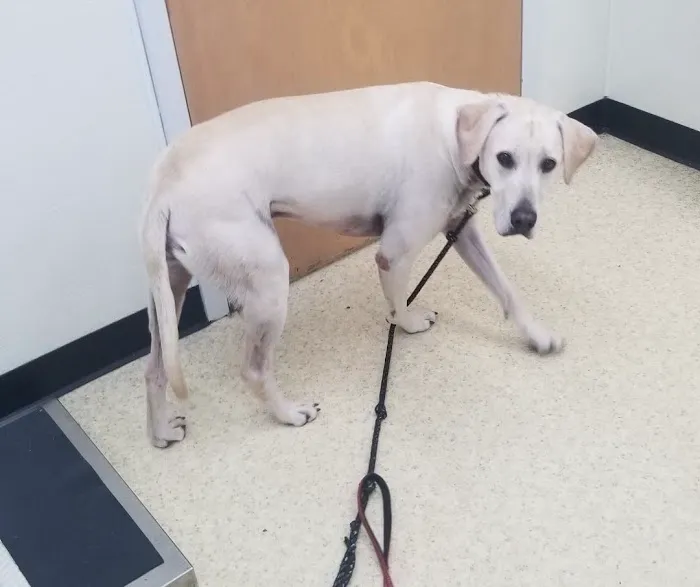 Hickman Mills Animal Hospital Picture 2