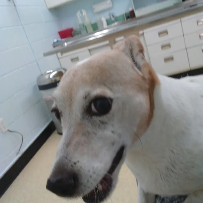 Hickman Mills Animal Hospital Picture 5