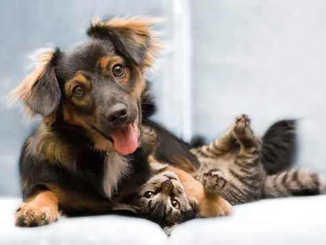 Hickman Mills Animal Hospital Picture 4