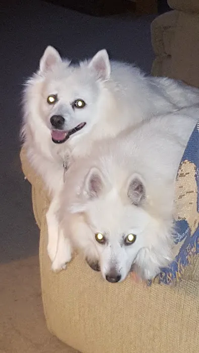 Hickman Mills Animal Hospital Picture 6