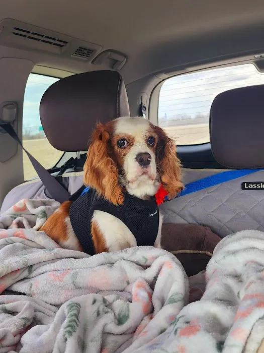 Healthy Pet Wellness Center Picture 2