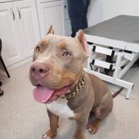 Healthy Pet Wellness Center ico