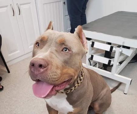 Healthy Pet Wellness Center