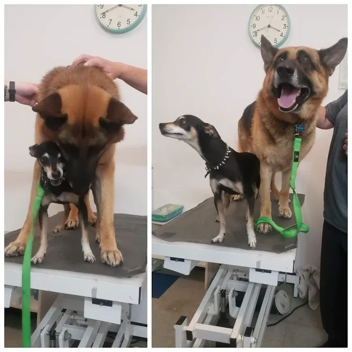 Healthy Pet Wellness Center Picture 3