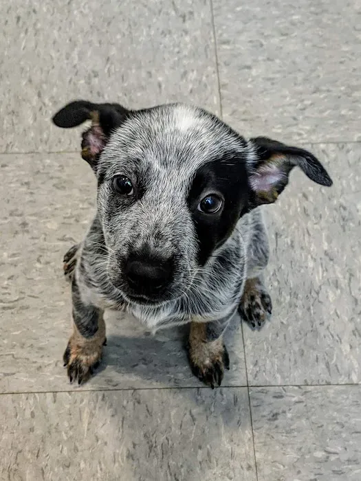 Healthy Pet Wellness Center Picture 5