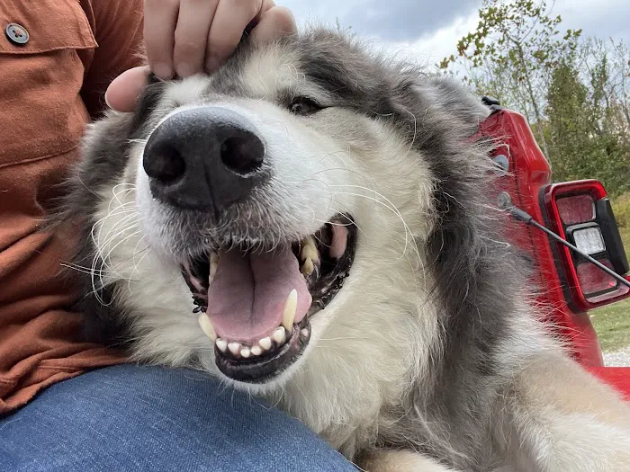 Healthy Pet Wellness Center Picture 4