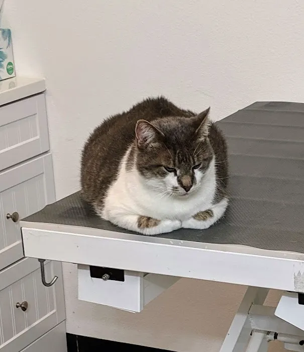 Healthy Pet Wellness Center Picture 8