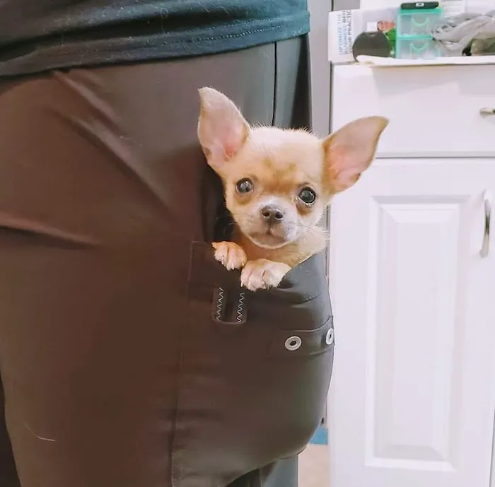 Healthy Pet Wellness Center Picture 9