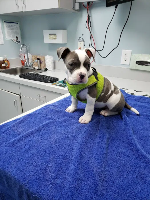 Best Friends Animal Hospital Picture 4