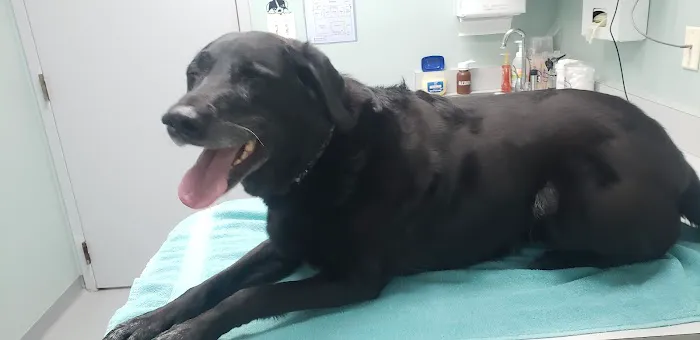 Best Friends Animal Hospital Picture 6