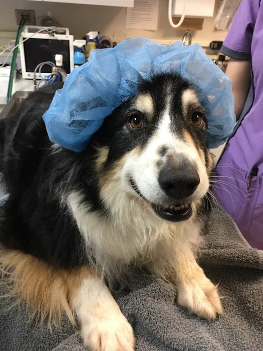 Best Friends Animal Hospital Picture 10