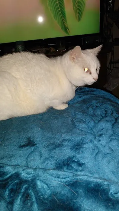 Oakland Animal Hospital Picture 6