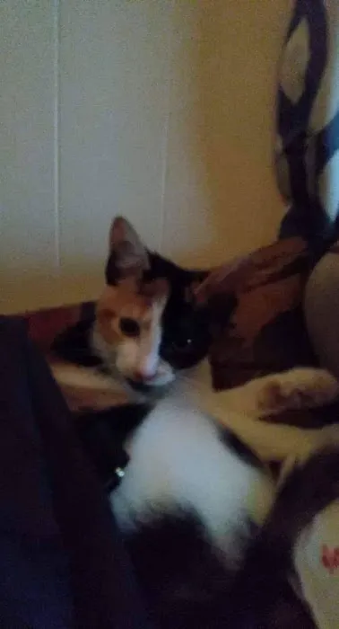 Oakland Animal Hospital Picture 4