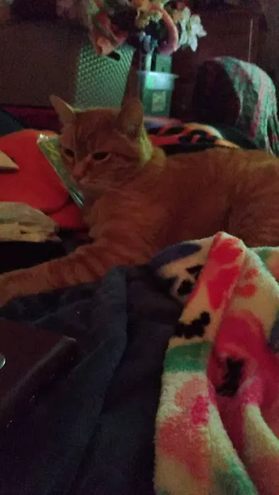 Oakland Animal Hospital Picture 2