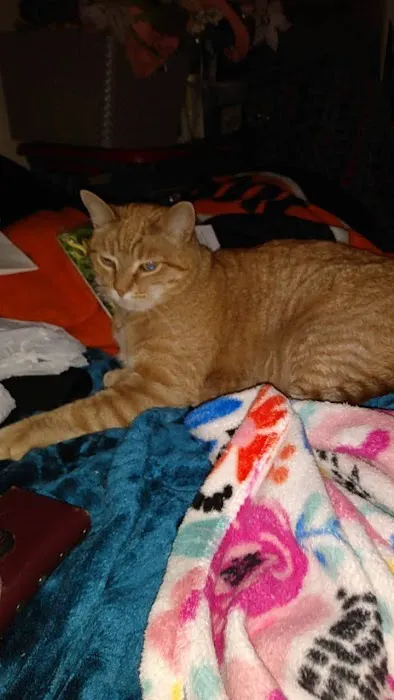 Oakland Animal Hospital Picture 3