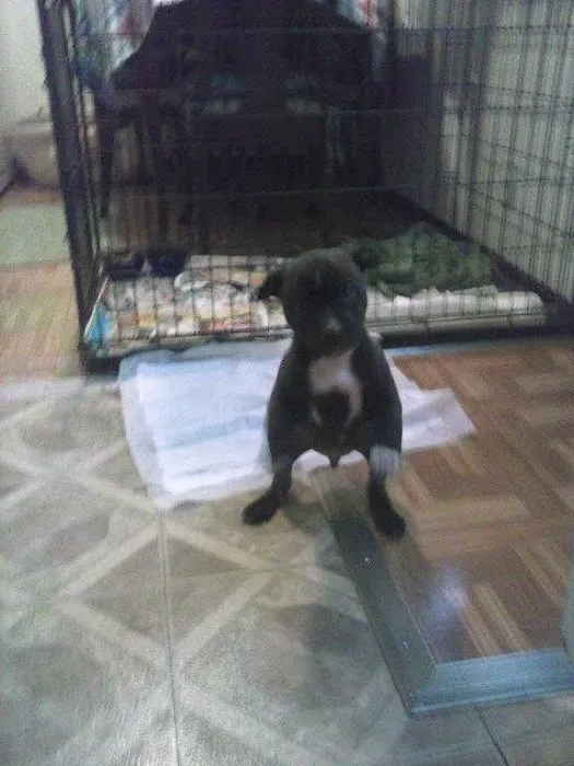 Oakland Animal Hospital Picture 5