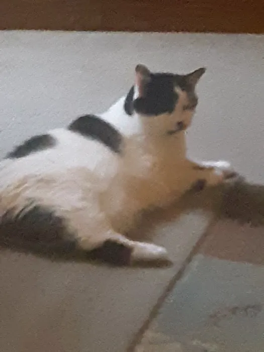 Oakland Animal Hospital Picture 10