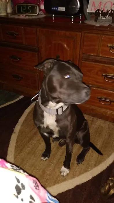 Oakland Animal Hospital Picture 9