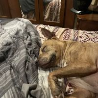 Lebanon Veterinary Clinic ico