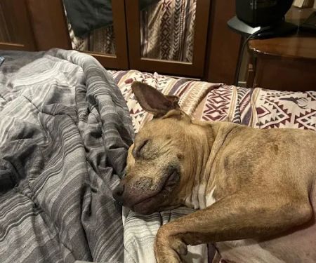 Lebanon Veterinary Clinic