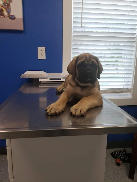 Lebanon Veterinary Clinic Picture 7