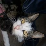 Terra Veterinary Services Inc