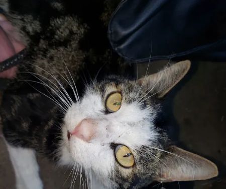 Terra Veterinary Services Inc