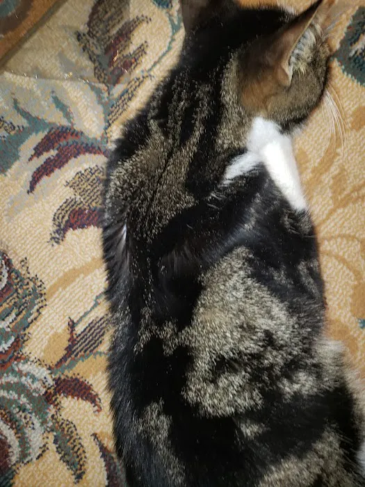 Terra Veterinary Services Inc Picture 4