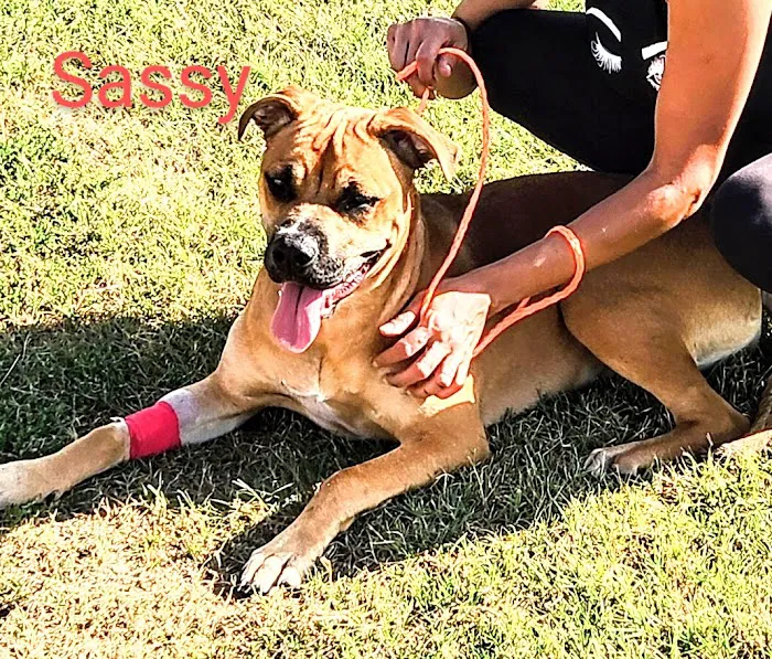 Terra Veterinary Services Inc Picture 10