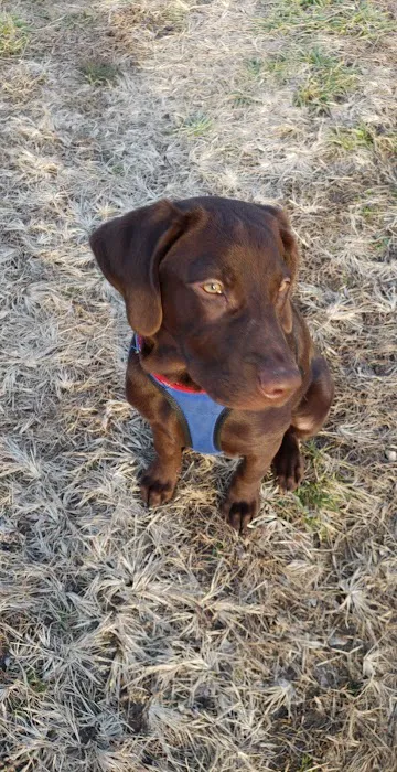 Howerton Animal Hospital llc Picture 1