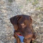 Howerton Animal Hospital llc