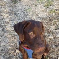 Howerton Animal Hospital llc ico