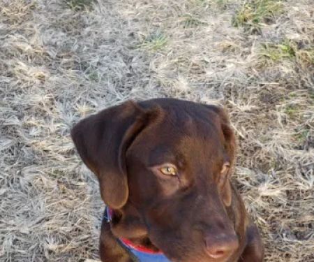 Howerton Animal Hospital llc