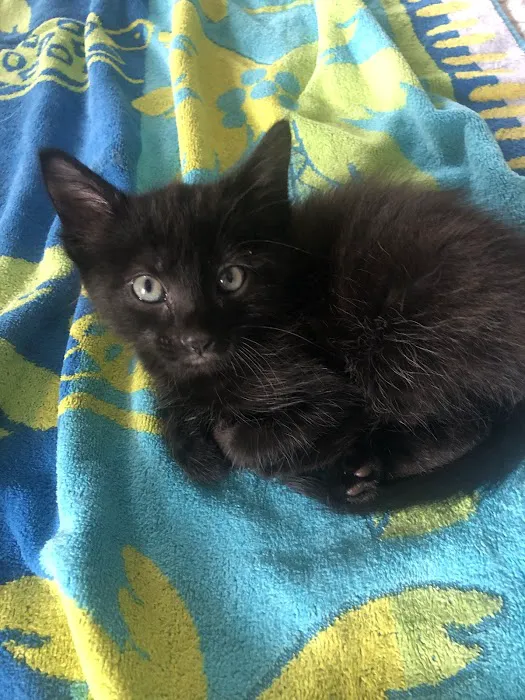 Howerton Animal Hospital llc Picture 4