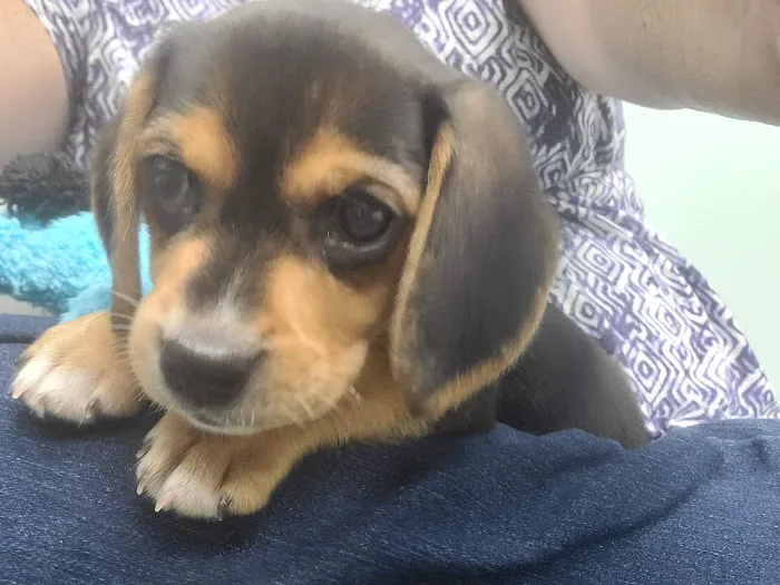 Howerton Animal Hospital llc Picture 8