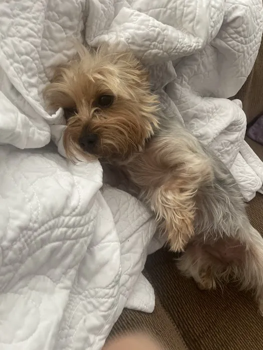 Howerton Animal Hospital llc Picture 6