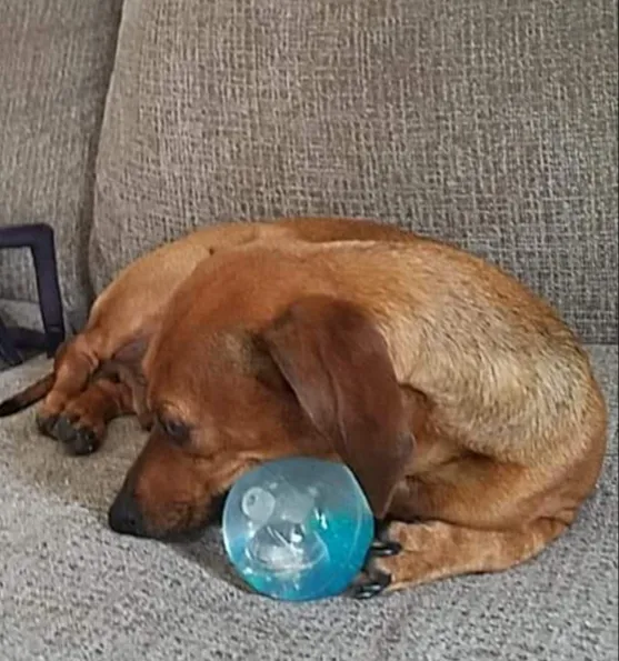 Howerton Animal Hospital llc Picture 10