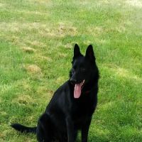 Veterinary Treatment Facility ico