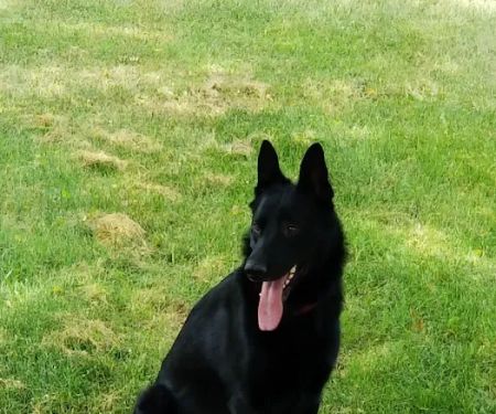 Veterinary Treatment Facility