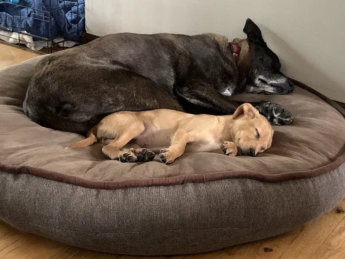 Warrensburg Animal Hospital Picture 3