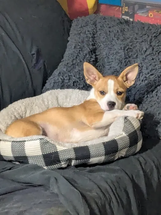 Warrensburg Animal Hospital Picture 7