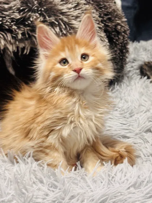 Lynx Town Maine Coons Picture 3