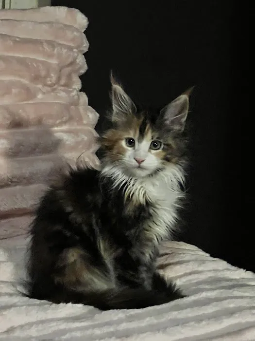 Lynx Town Maine Coons Picture 2