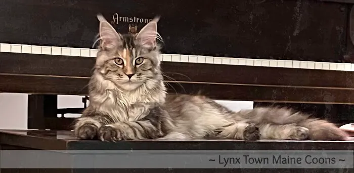 Lynx Town Maine Coons Picture 1