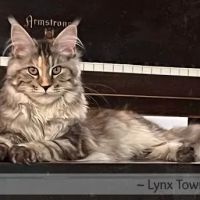 Lynx Town Maine Coons ico