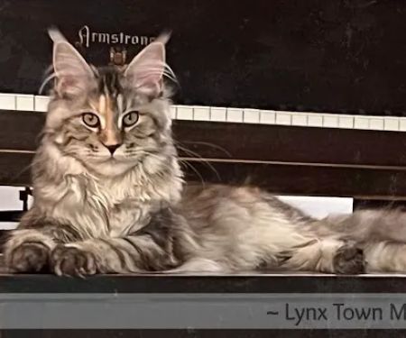 Lynx Town Maine Coons