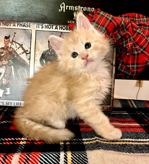 Lynx Town Maine Coons Picture 5