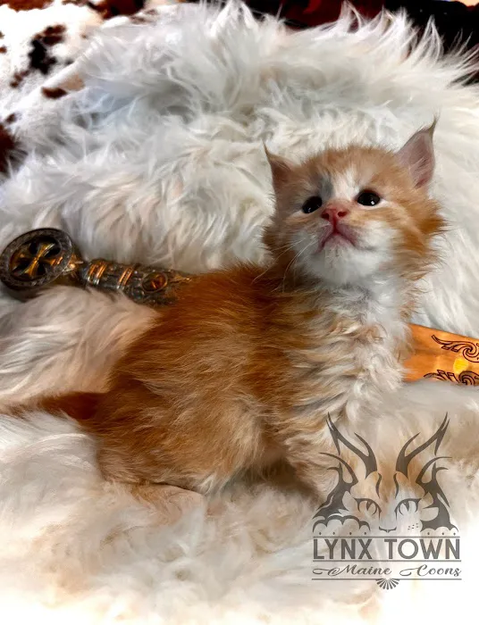Lynx Town Maine Coons Picture 7